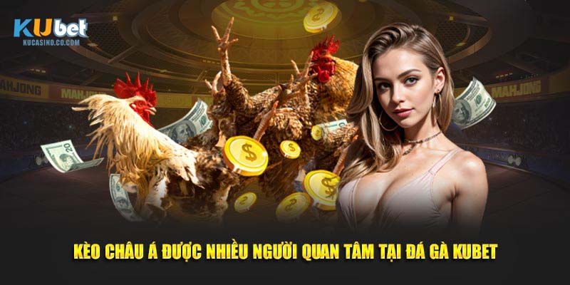 Kèo Châu Á được nhiều người quan tâm tại đá gà Kubet